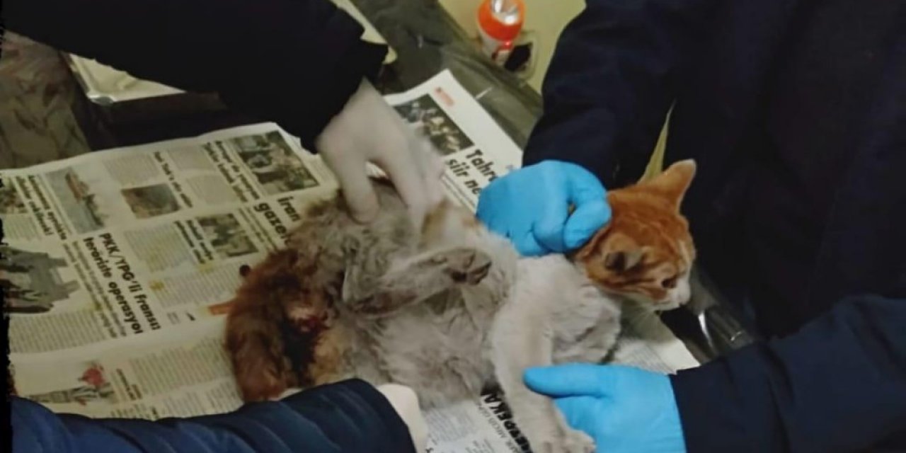 Yaralı Halde Bulunan Kedi Tedavi Altına Alındı