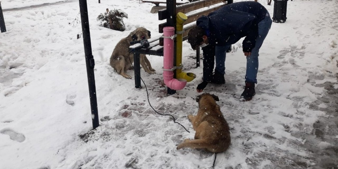 Çaldıran Belediyesinden Can Dostlara Şefkat Eli