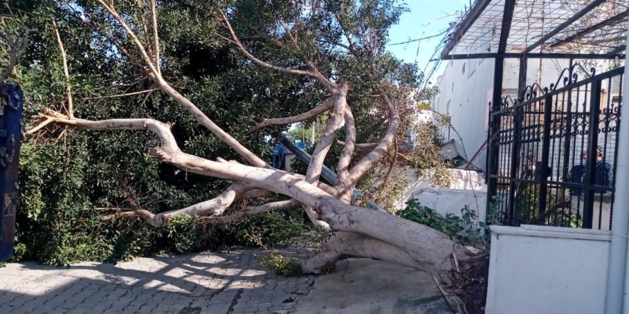 Ağaçlar Fırtınaya Dayanamadı