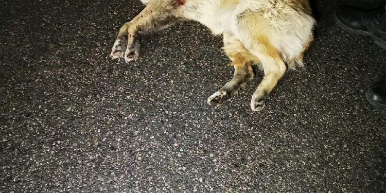 Arabanın Çarpıp Kaçtığı Köpeğe Çevredeki Gençler Sahip Çıktı