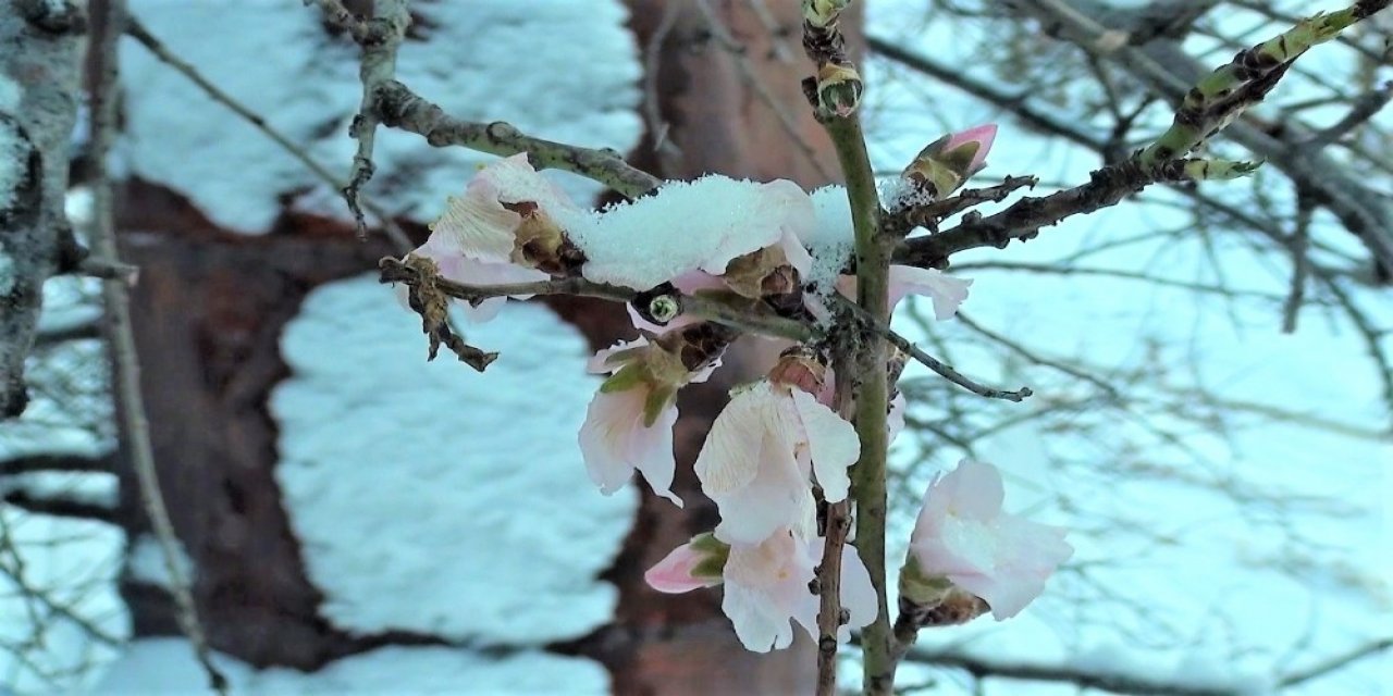 Yalancı Bahar Meyve Ağaçlarını Vurdu