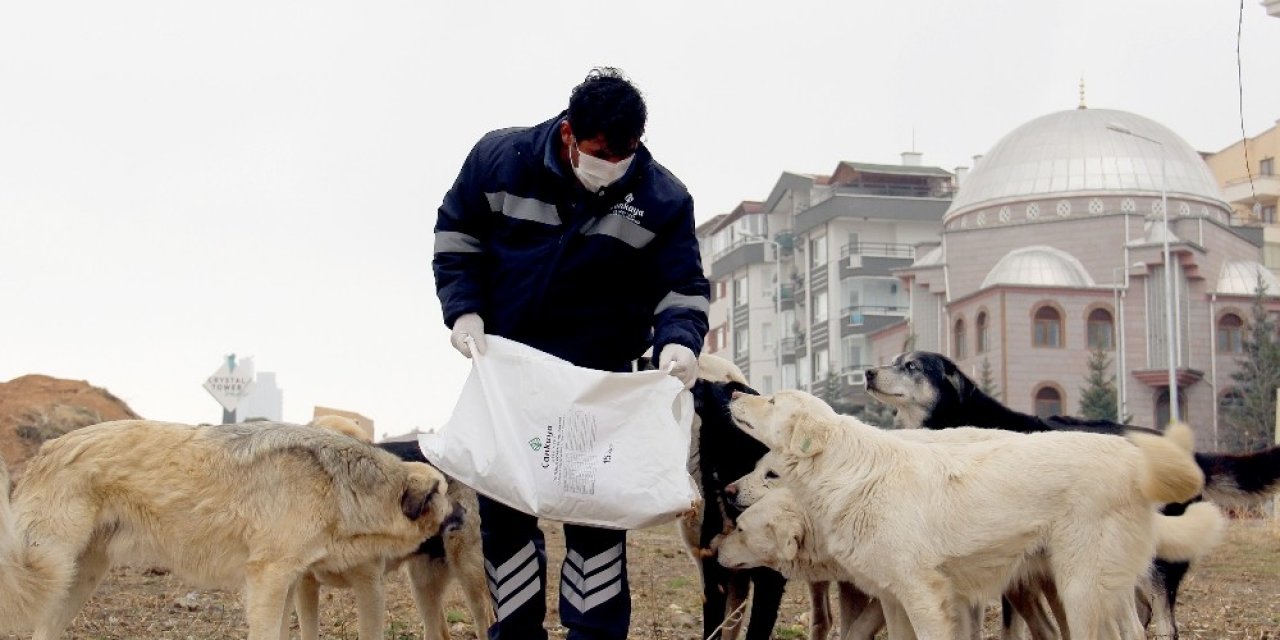 Çankaya Belediyesi Soğukta Sokak Hayvanlarını Unutmadı