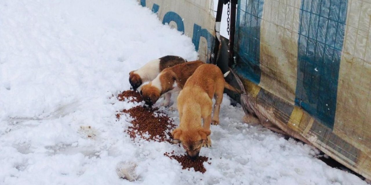 Körfez Belediyesi’nden Sokak Hayvanlarına Şefkat Eli