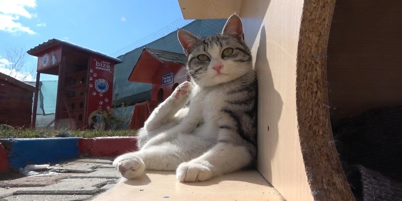 Engelleri Kaldıran ’kedi Köyü’