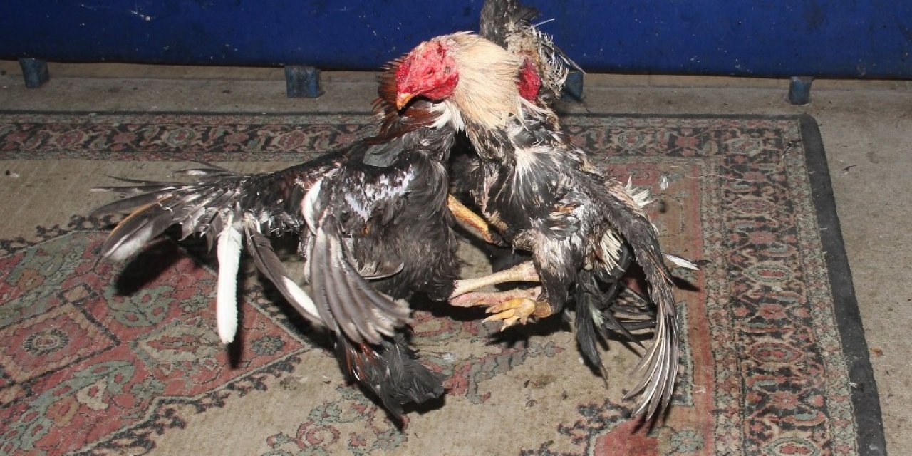 Aydın’da Horoz Dövüştüren Kişilere Ceza Yağdı
