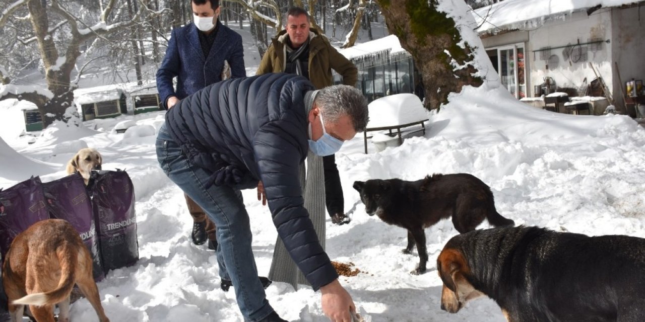 Edremit Belediyesi Soğuk Havalarda Sokak Hayvanlarının Yanında