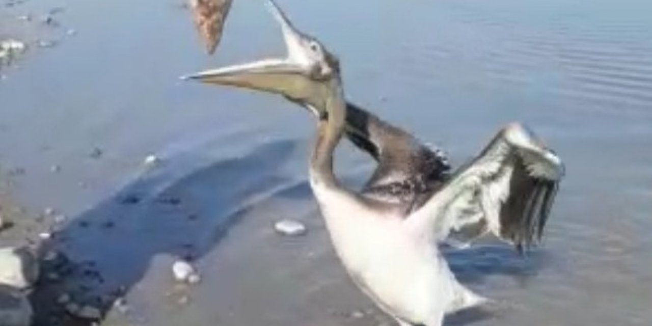 Pelikan Uzatılan Balığı Böyle Yedi