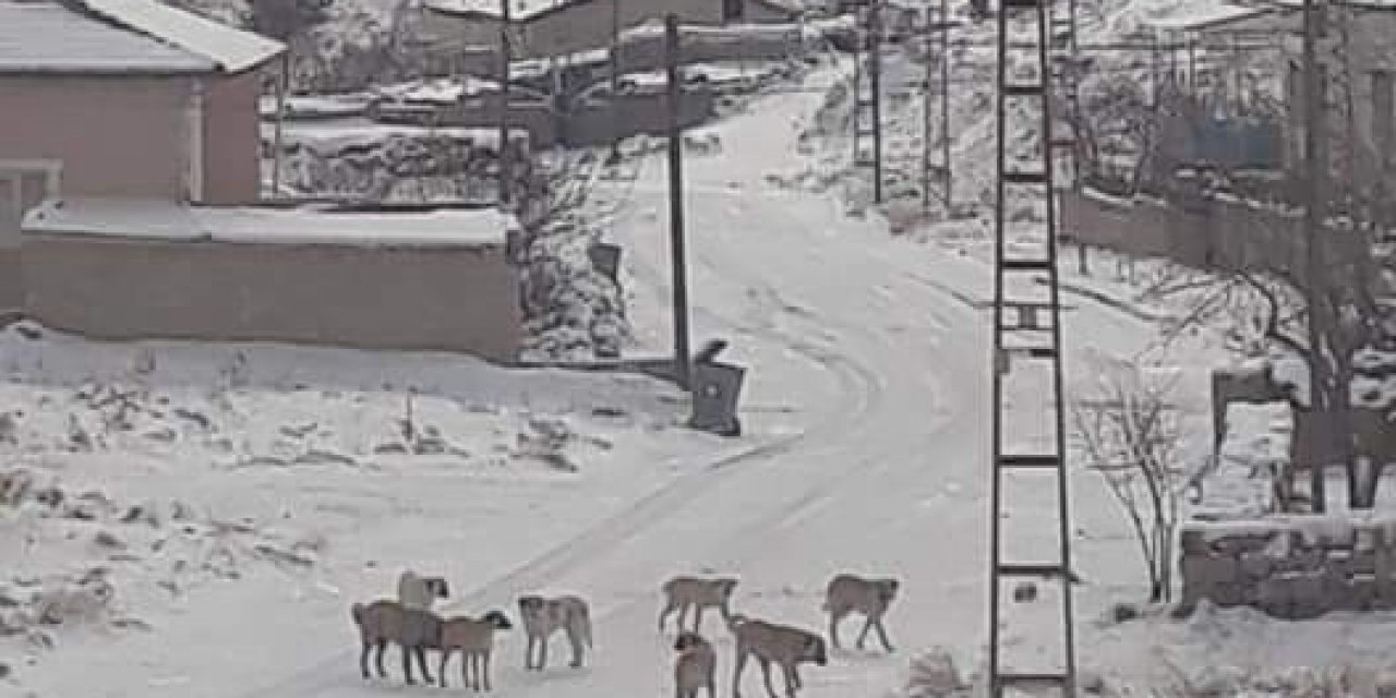 Yeşilhisar’da Köpek Sürüleri Vatandaşı Korkutuyor