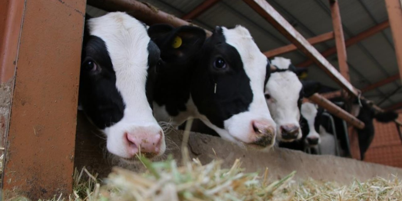 Çiftçilere Hayvancılık Destekleme Ödemeleri Yapıldı