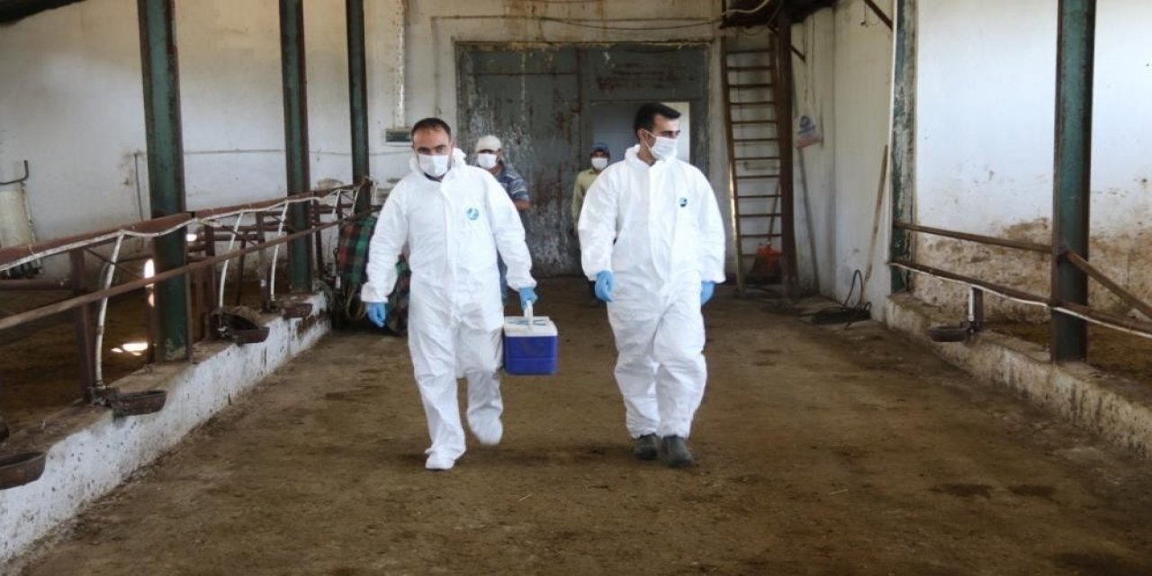 Hayvan Hastalıkları İle Mücadele Sürüyor