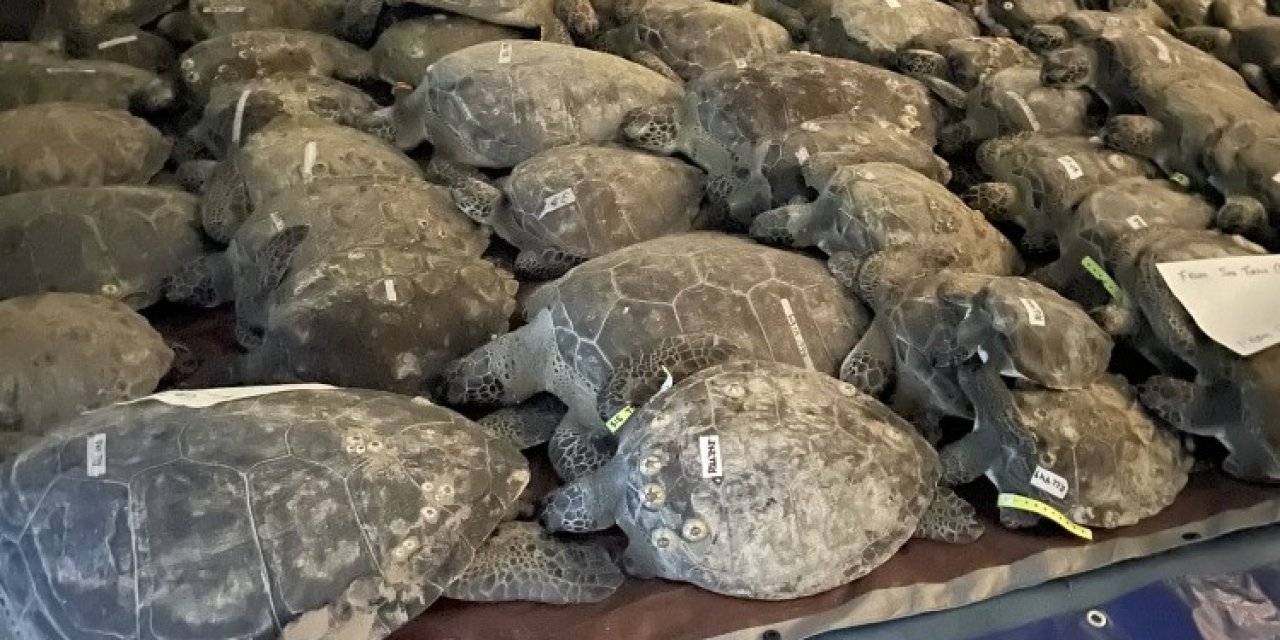 Texas’ta Donmak Üzere Olan 3 Bin 500’den Fazla Deniz Kaplumbağası Kurtarıldı
