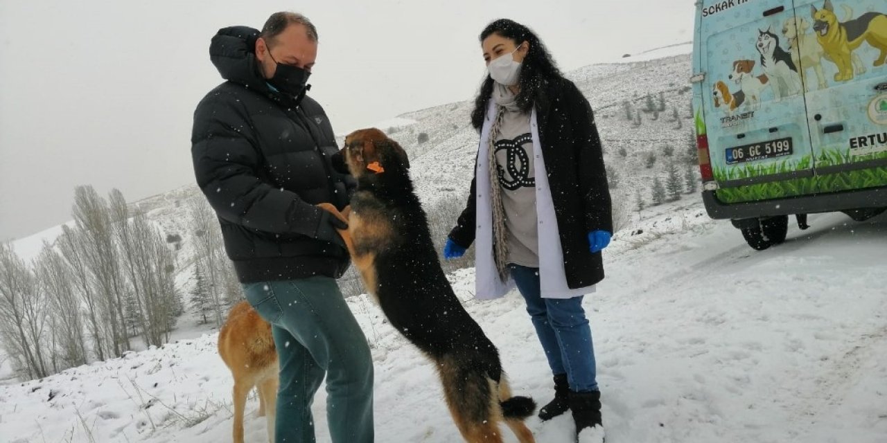 Pursaklar Belediyesi Soğuk Kış Günlerinde Can Dostlarını Yalnız Bırakmıyor