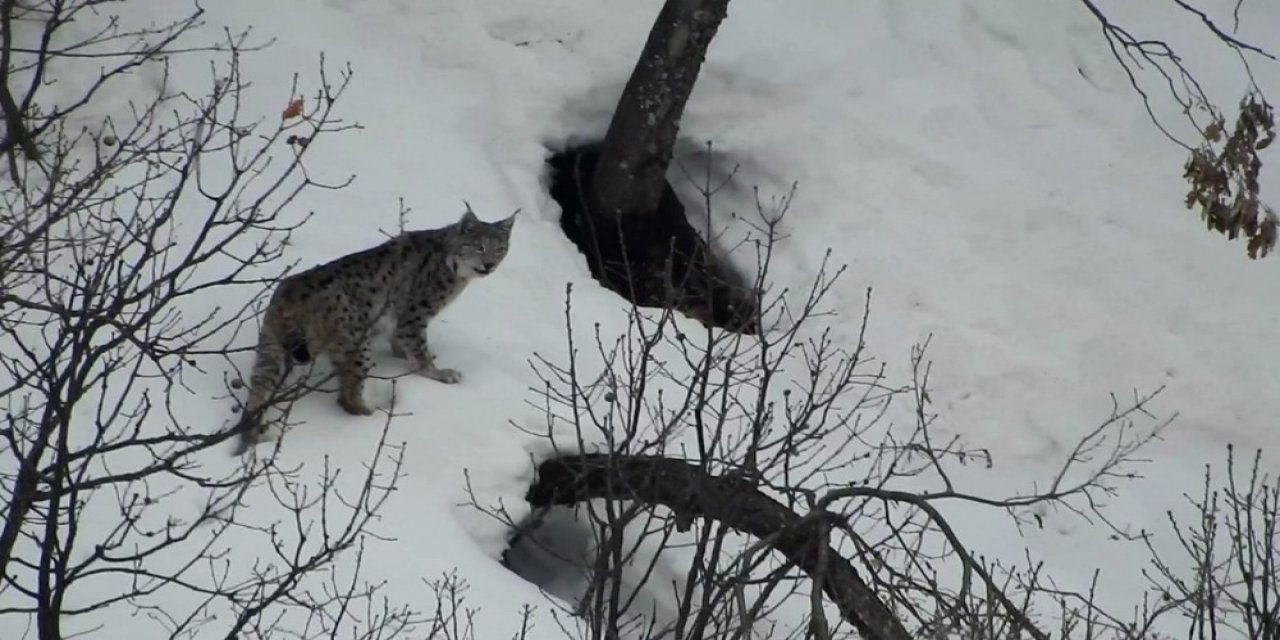 Tunceli’de Vaşak, Kurt Ve Dağ Keçileri Belgeselleri Aratmayan Görüntüler Oluşturdu