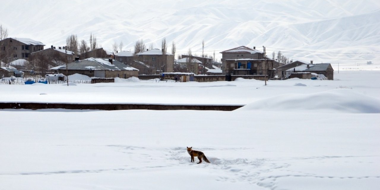 Aç Kalan Tilki, Yavrularıyla Şehir Merkezini Mesken Tuttu