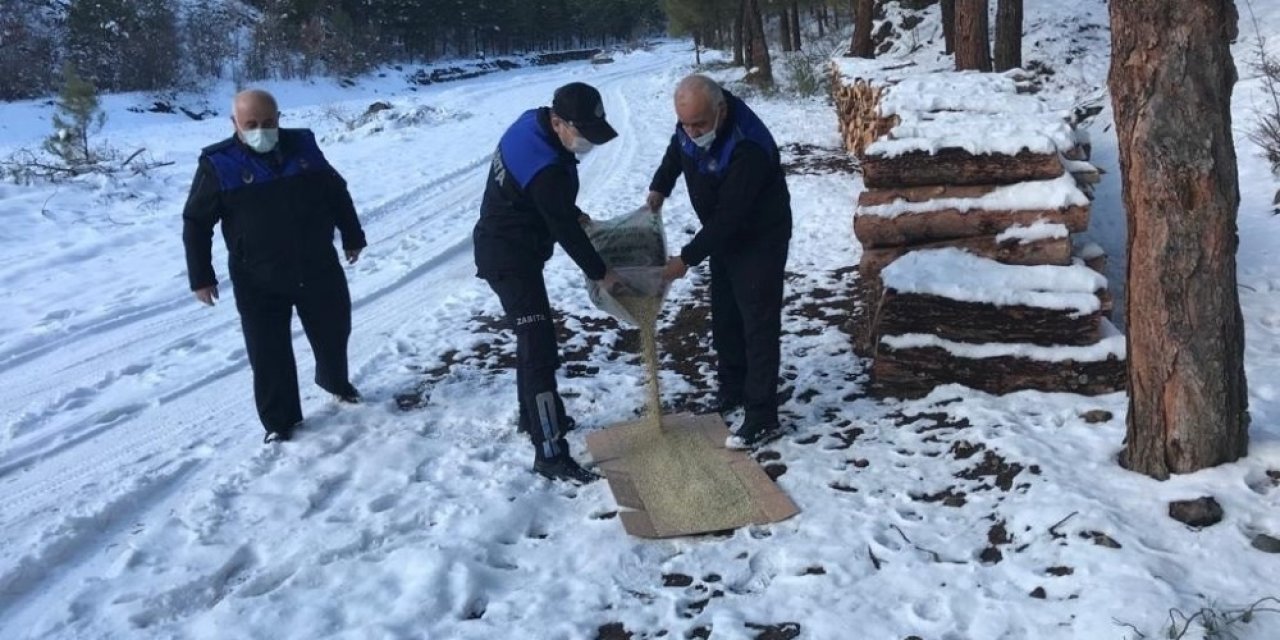 Osmancık Belediyesi Sokak Hayvanlarını Unutmadı
