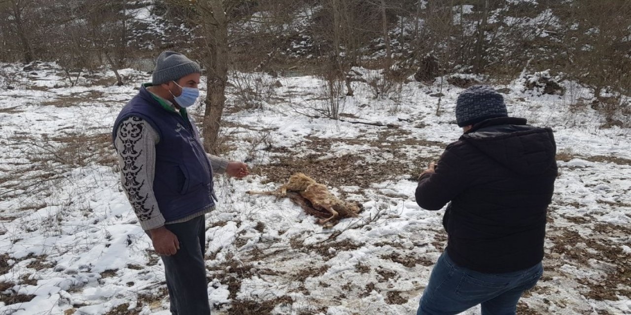 Karabük’te Zehirli Koyunu Yiyen Köpekler Telef Oldu