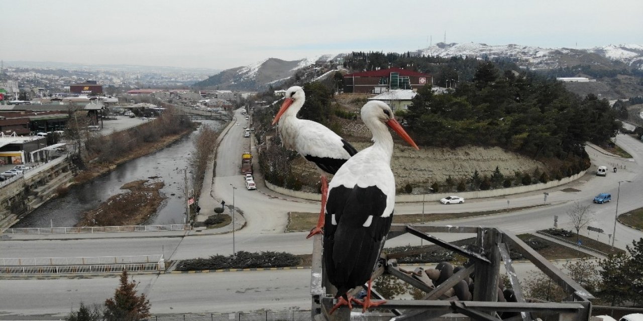 Baharın Habercisi Leylekler Karabük’e Erken Geldi