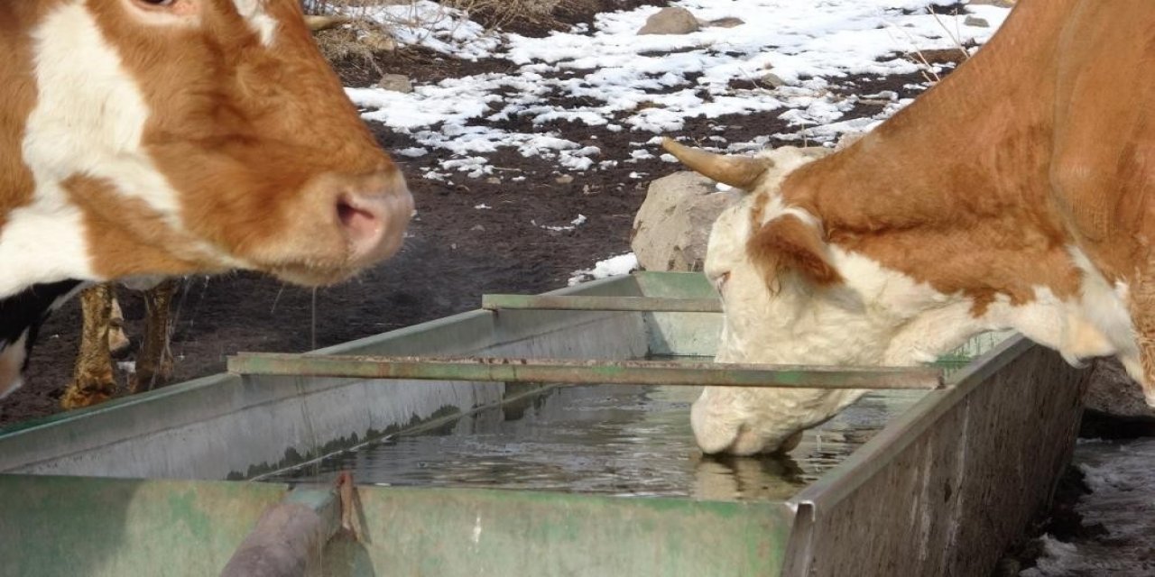 Aydın’da 22 Mahallede Şap Karantinası Uygulanmaya Başladı