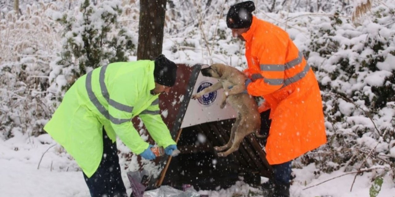 Işık: “kara Kışta Can Dostlarının Yanındayız”
