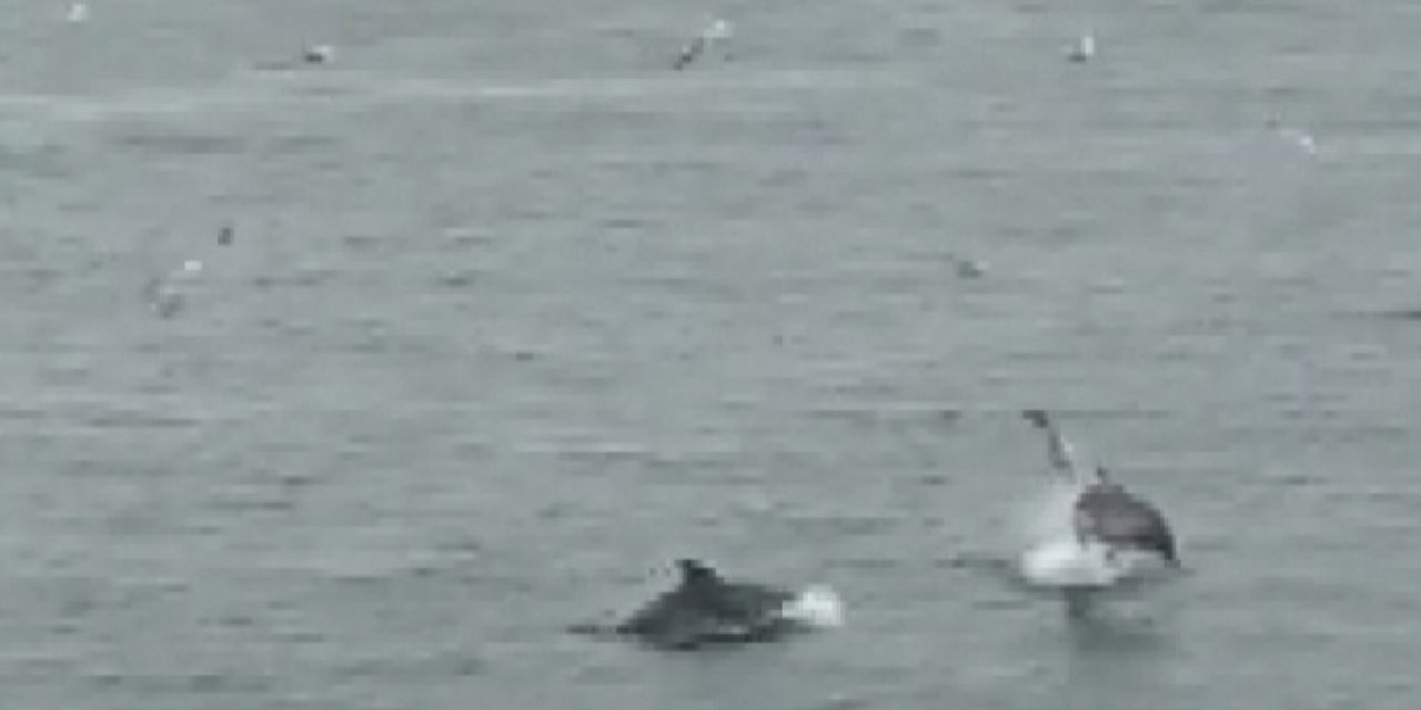 - Denizde Oyunlar Oynayan Yunus Balıklarına Kuşlarda Eşlik Etti