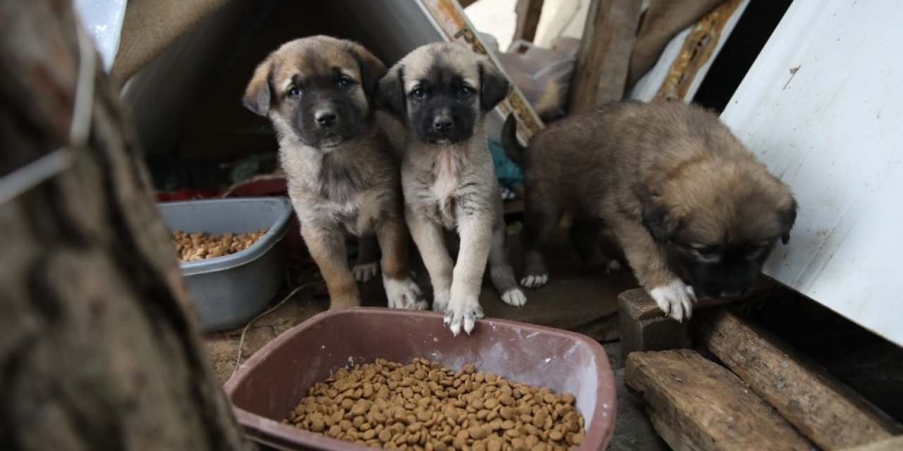 Fatsa’da Sokak Hayvanları Yalnız Değil