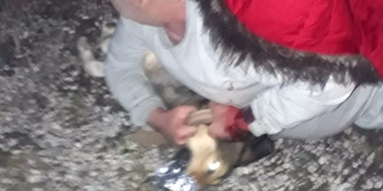 Köpeğin Saldırdığı Vatandaşı Jandarma Kurtardı