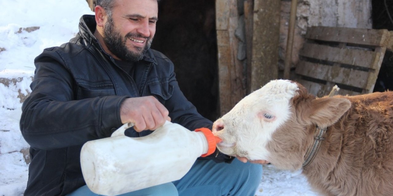 Jandarma Ekiplerinin Doğurttuğu Buzağıya “çilekeş” İsmini Verdi