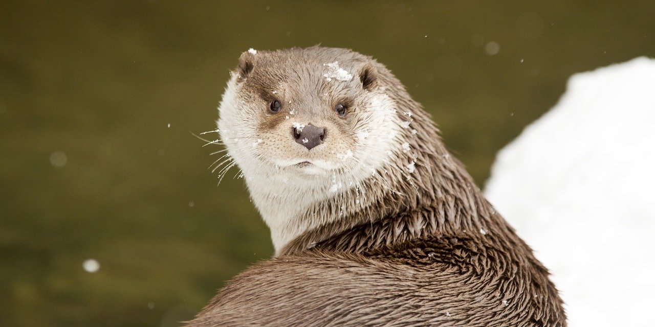 Balıkçı Barınaklarını Mesken Tutan Su Samurlarının Kar Keyfi