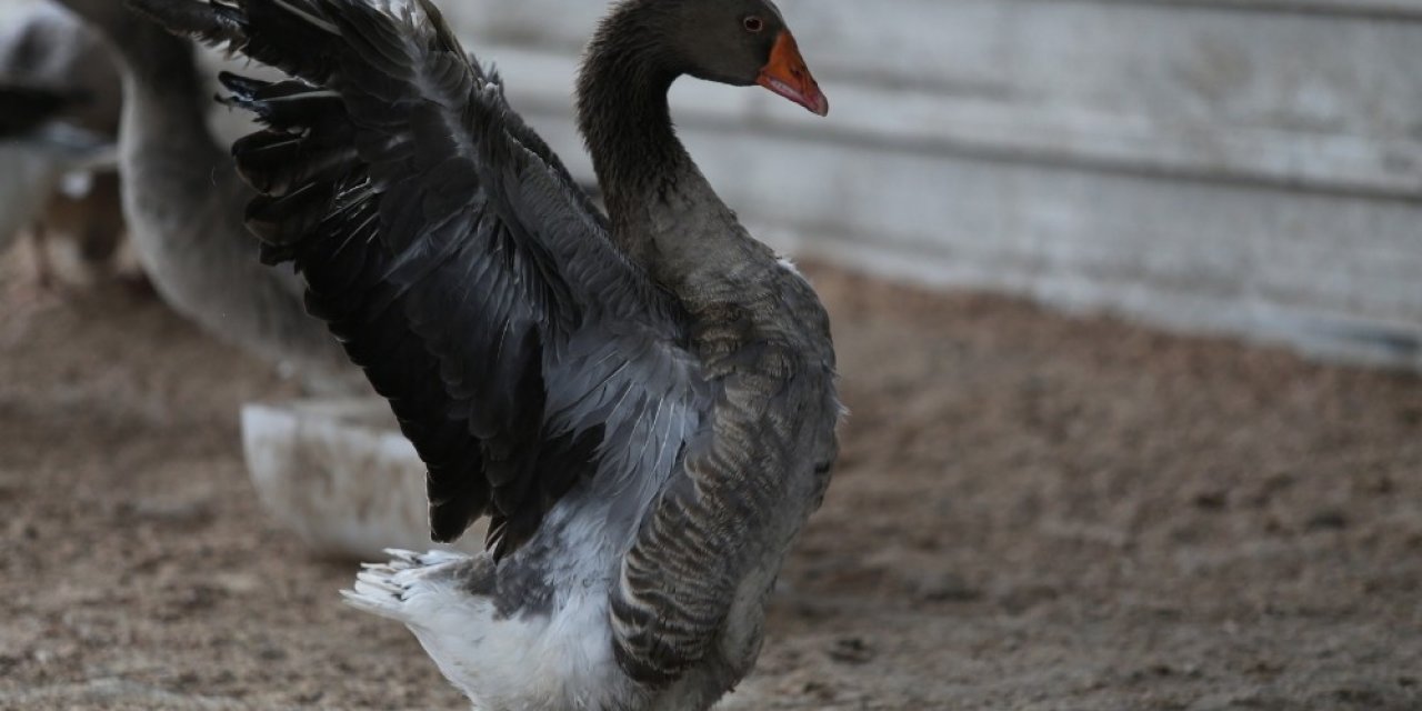 Bursa’da Aç Kalan Sokak Köpekleri 280 Kazı Telef Etti
