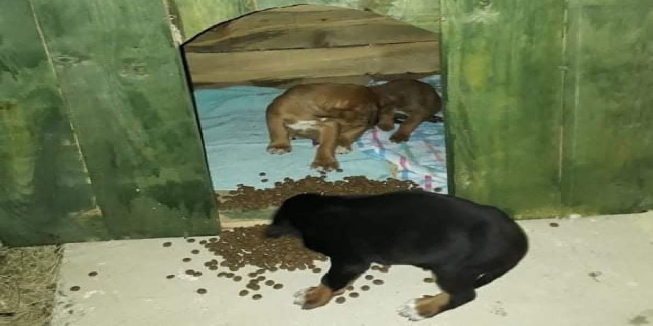 Belediye Ekipleri 4 Köpeği Donmak Üzereyken Kurtardı