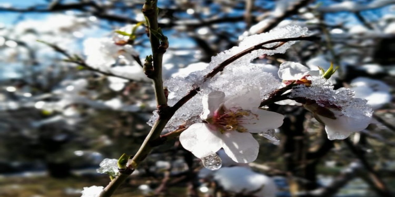 Badem Ağaçları Kış Ortasında Çiçek Açtı