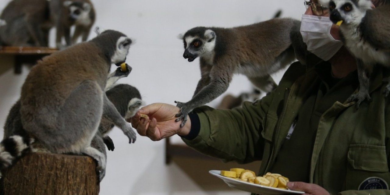 Sıcak İklime Alışkın Lemurlar Kışı Böyle Geçiriyor