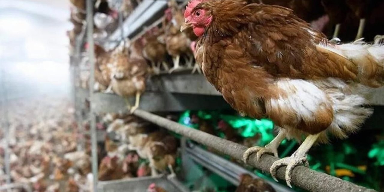 1,9 Milyon Kanatlı Hayvan Sevkiyatı Yapıldı