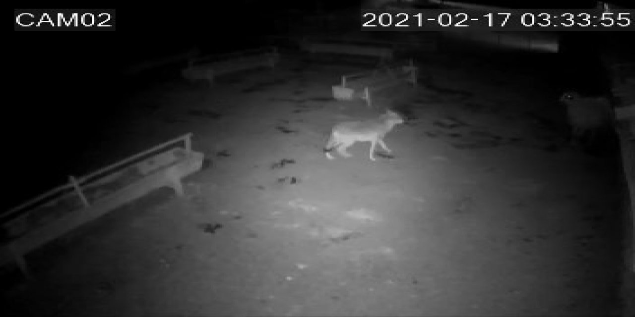 Aç Kalan Kurt Ağıldaki Koyunlara Saldırdı