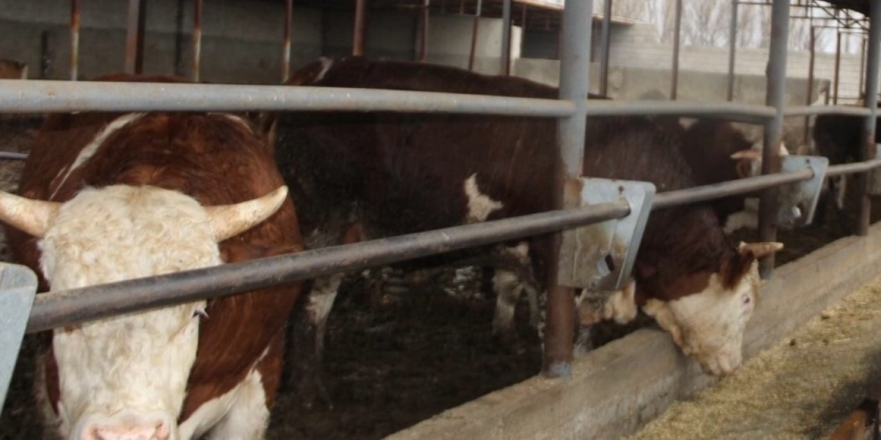 Hayvan Tespit Ve Aşılama Çalışmaları Devam Ediyor