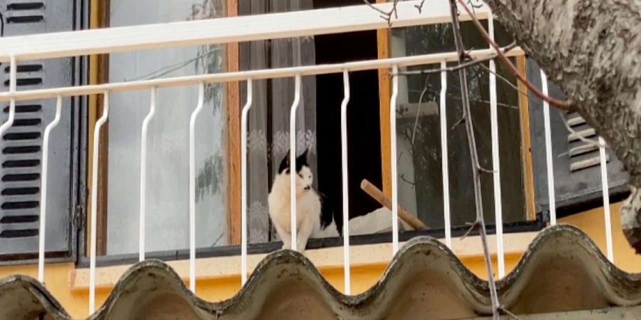 Kuşadası’nda Kedi Kurtarma Operasyonu