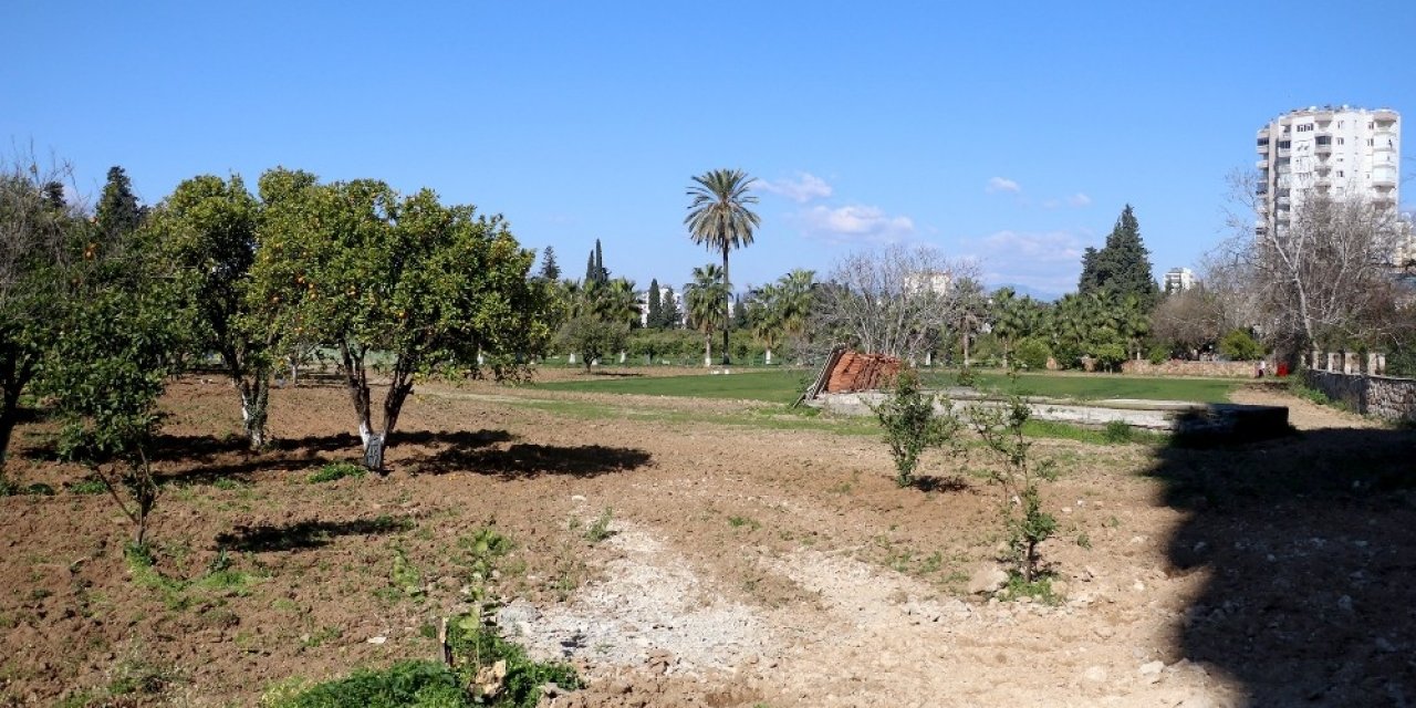 Portakal Ağaçlarını Kesip Çim Ektiler, Uydu Fotoğraflarıyla Tespit Edildiler
