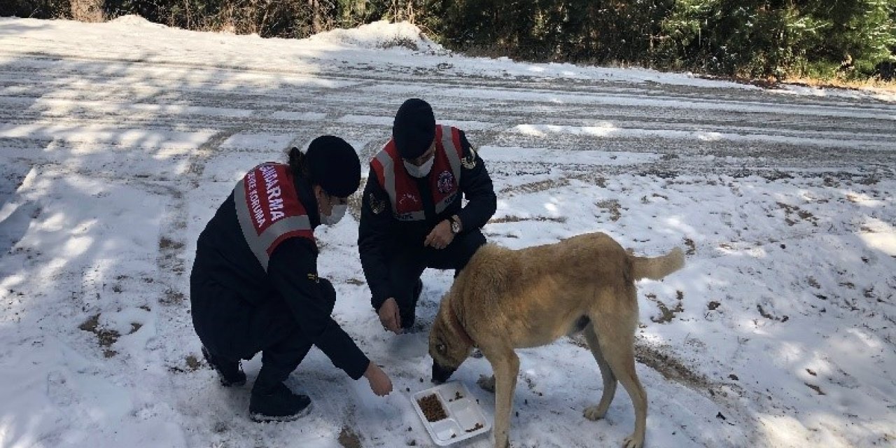 Jandarma Sokak Hayvanlarını Zorlu İklim Koşularında Yalnız Bırakmıyor