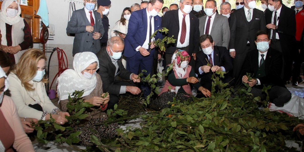 Fethiye’de 500 Bin Ada Çayı Ve Kekik Fidesi Dağıtıldı