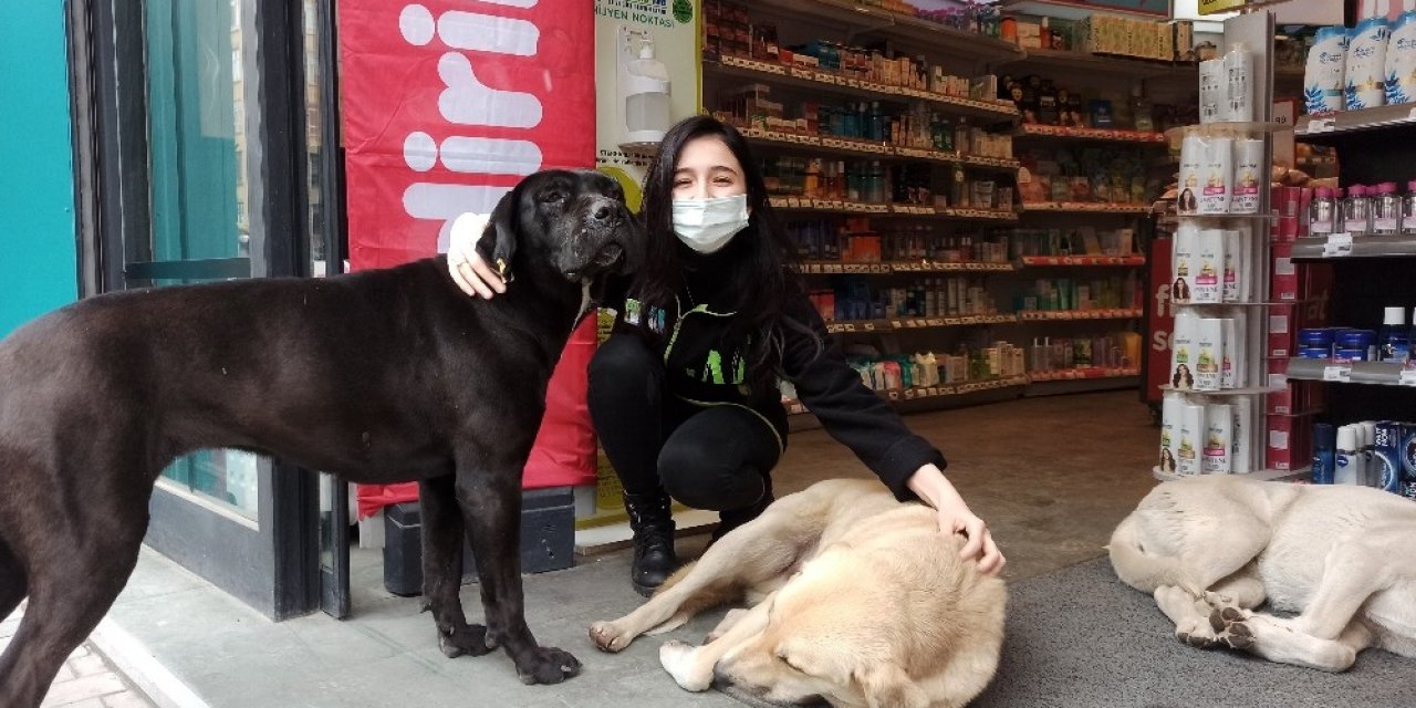 Soğuktan Mağazaya Sığınan Köpeklere Çalışanlar Bakıyor