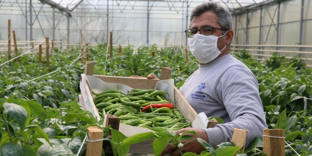Ata Tohumlarından Hasat Başladı