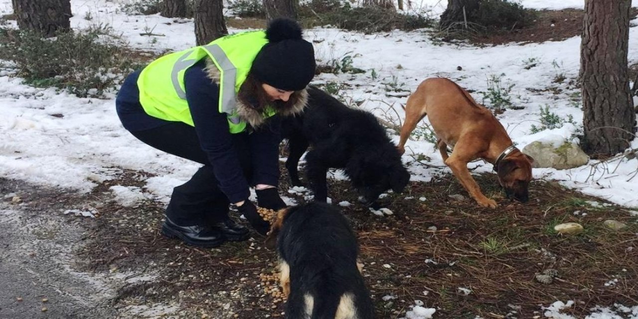 Sinop İ̇l Özel İ̇daresi Ağır Kış Günlerinde Hayvan Dostları Unutmadı