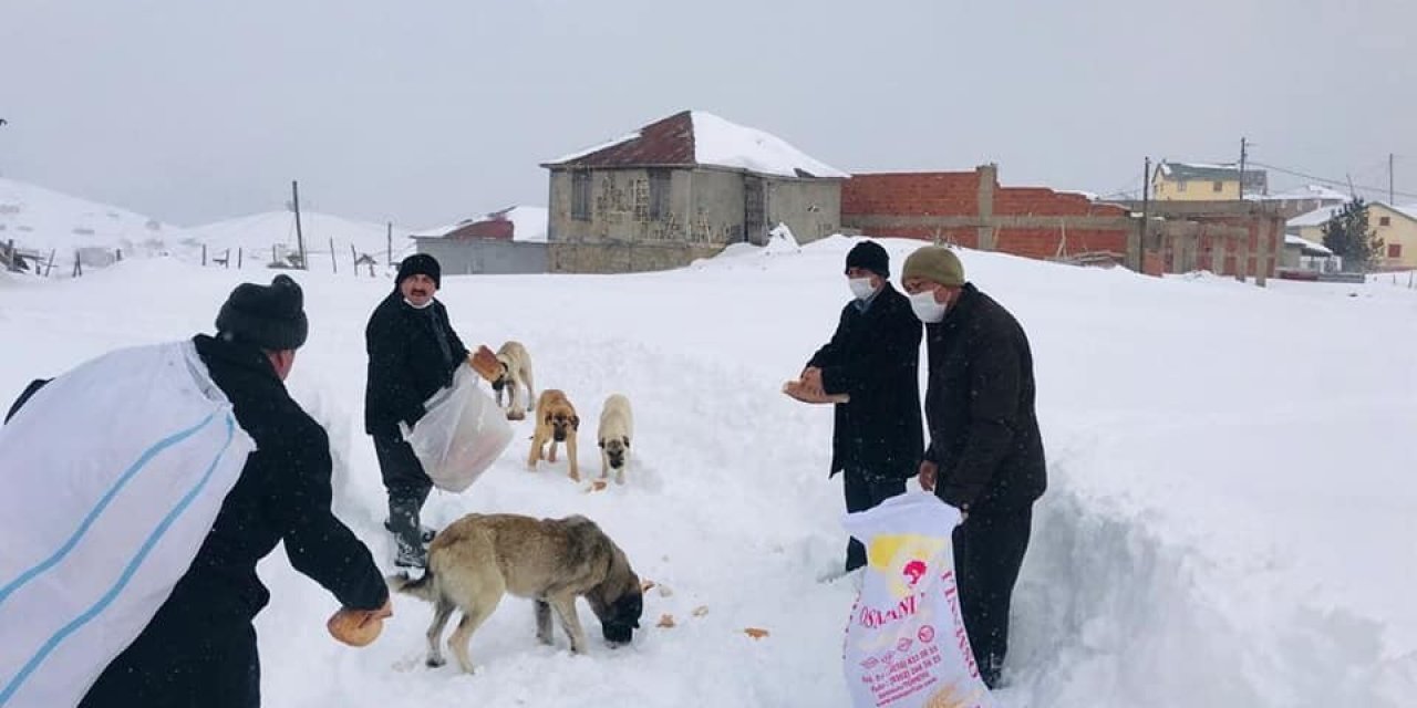 Bektaş Yaylasında Sokak Hayvanları Unutulmadı