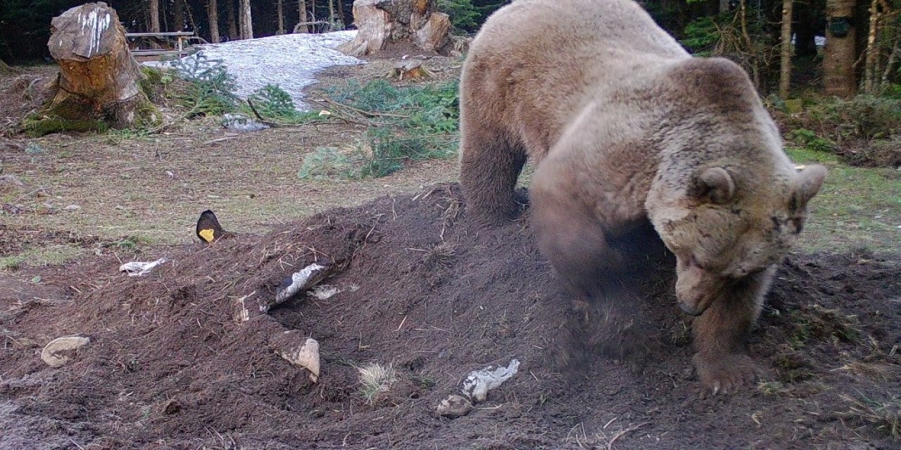 Uludağ’da Çiftçinin Ölen İneği Ayılara Verildi