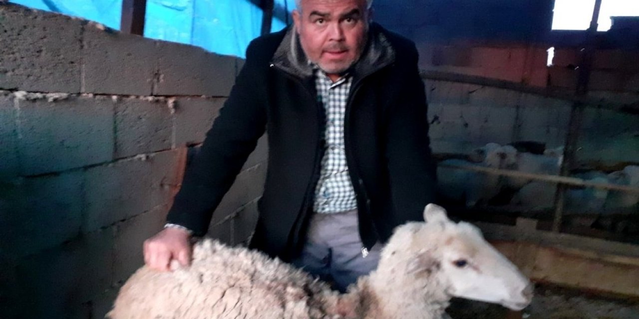 Osmaniye’de Sokak Köpekleri Koyunları Telef Etti