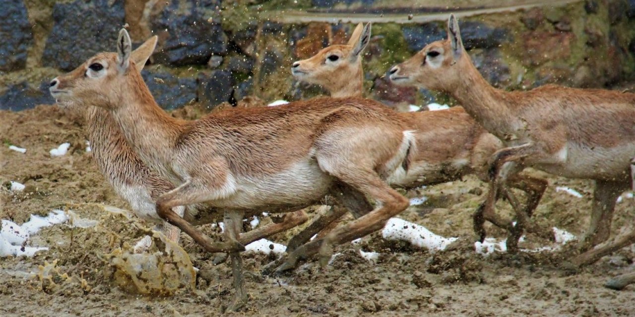 Hayvanat Bahçesi O Hayvanlara Kaldı