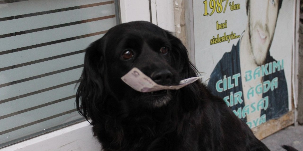 Çevreci Köpek ‘zeytin’ Alışverişini Kendisi Yapıyor