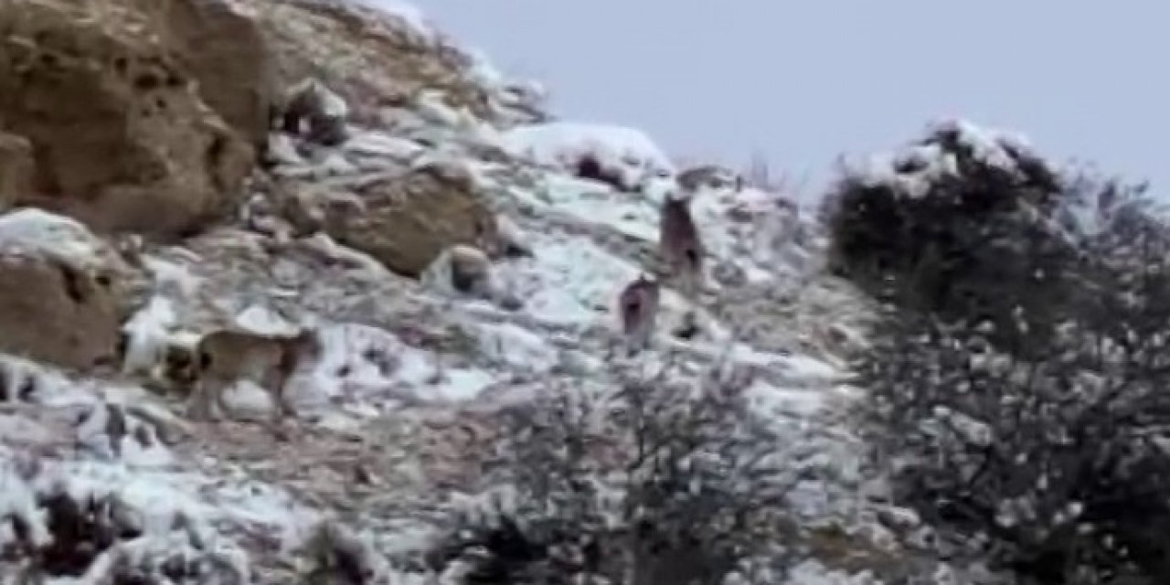 Nesli Tükeniyor, Doğanın Hayaletleri Bir Arada Görüldü