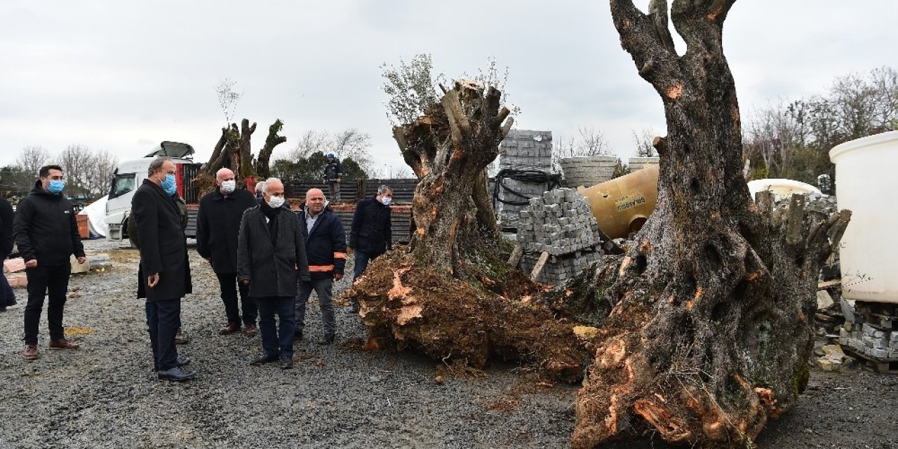 Avcılar Belediyesi Asırlık Ağaçları Kurtarmaya Devam Ediyor