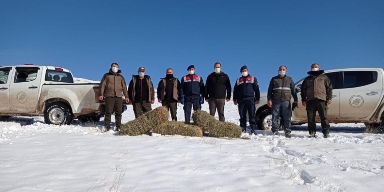 Yaban Koyunlarına Yem Bırakıldı